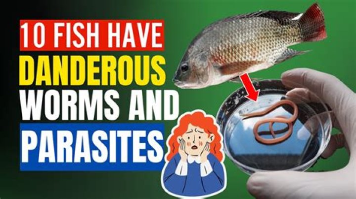 Why do amberjack have worms?