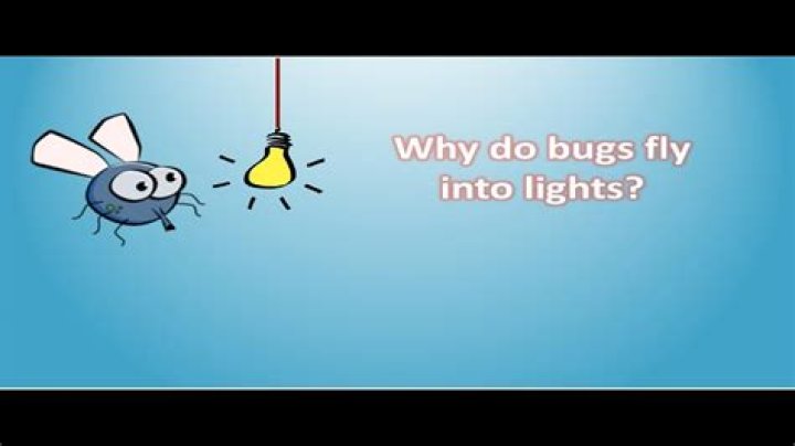 Why Do Bugs Fly Around Me