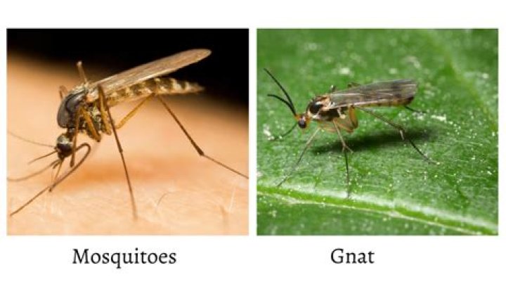 Why Do Gnats Like Light
