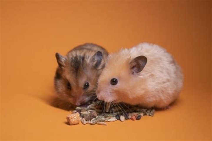 Why Do Hamsters Eat Their Own Babies? 10 Weird Facts You Didn't Know About The Rodent