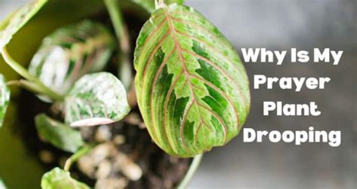Why Is My Prayer Plant Drooping