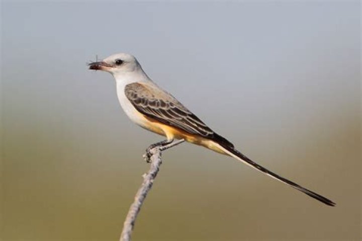 Why is the scissor tailed flycatcher Oklahoma state bird?