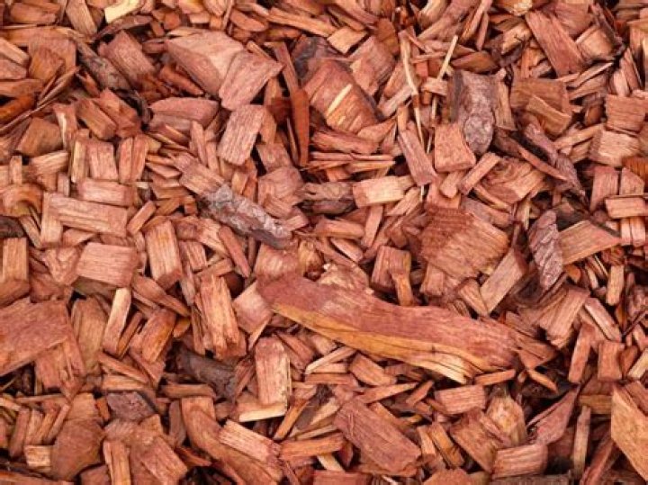 Will cedar chips get rid of fleas?