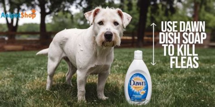 Will Dawn dish soap kill mange?