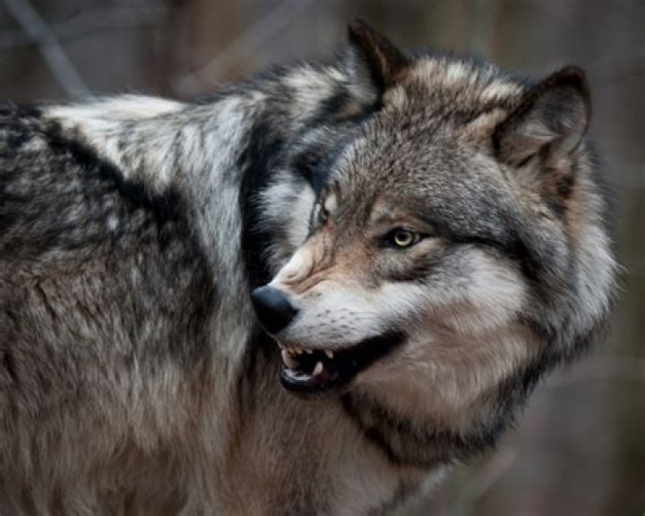 Wolf Kills 9-Year-Old Boy and Critically Injures His Friend