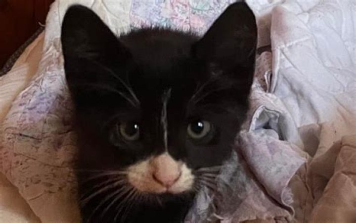 Woman Adopts Rescue Kitten, Doesn't Expect What She Turns Into