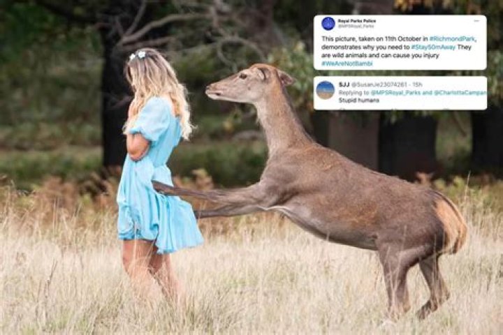 Cops share pic of woman 'being attacked by wild deer' in Richmond Park while posing for Insta - but is all as it seems?