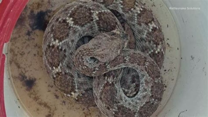Woman Charged More Than $800 for Rattlesnake Removal Says She Was Scammed