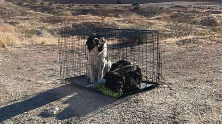 Woman discovers skinny dog abandoned in restaurant so she decides to bring him home