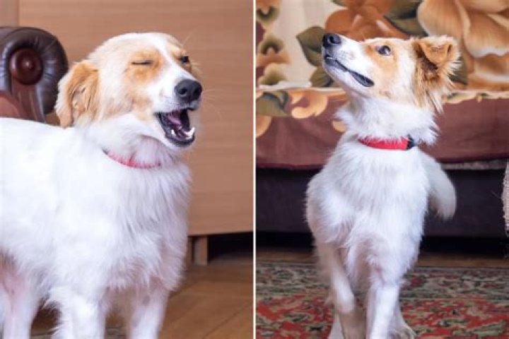 Woman Sets Up Camera To Film Her Singing, Captures Something Else Instead
