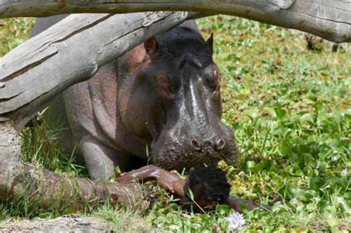 World's worst hippo attacks as nature's 'deadliest animal' crushes bones, rip off legs and swallows people whole