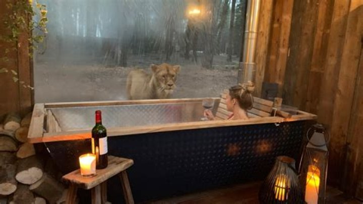 You can sleep next to lions and tigers at an incredible safari lodge… in KENT – The US Sun