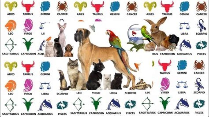 Zodiac Pets: The Perfect Companion According To Your Star Sign